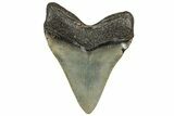 Serrated, Fossil Megalodon Tooth - North Carolina #328885-1